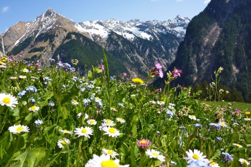 Blühende Almwiese in der Region Schladming-Dachstein